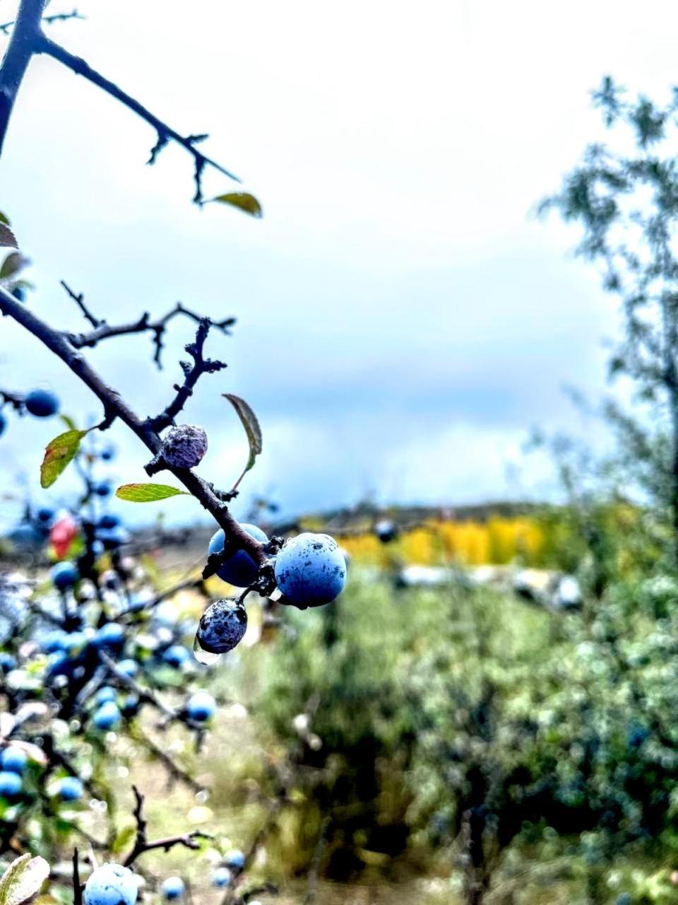 Alojamiento Rural Los Gancheros Трагасете Екстериор снимка